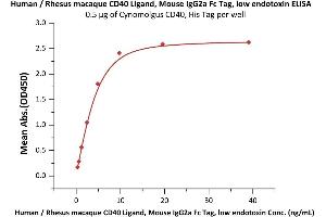 ELISA image for CD40 Ligand (CD40LG) (AA 113-261) (Active) protein (Fc Tag) (ABIN6253627)