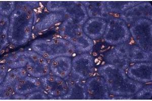 Immunofluorescence staining of Rabbit Kidney (MVP 抗体  (AA 403-592))