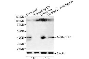 Western blot analysis of extracts of 293 and NIH/3T3 cells, using Phospho-Jun-S243 antibody (ABIN5969907) at 1/1000 dilution. (C-JUN 抗体  (pSer243))