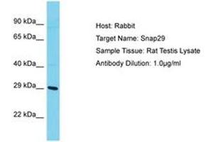 Image no. 1 for anti-Synaptosomal-Associated Protein, 29kDa (SNAP29) (AA 141-190) antibody (ABIN6750423) (SNAP29 抗体  (AA 141-190))