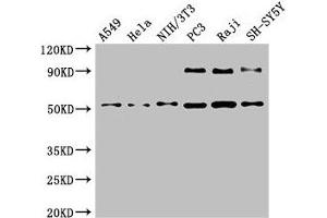 Western Blot Positive WB detected in: A549 whole cell lysate, Hela whole cell lysate, NIH/3T3 whole cell lysate, PC-3 whole cell lysate, Raji whole cell lysate, SH-SY5Y whole cell lysate All lanes: BECN1 antibody at 4 μg/mL Secondary Goat polyclonal to rabbit IgG at 1/50000 dilution Predicted band size: 52 kDa Observed band size: 52 kDa (Beclin 1 抗体  (AA 1-100))