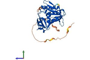 AlphaFold protein structure predicition of Human Recombinant RPIA Protein, UniprotID P49247 (Ribose 5-Phosphate Isomerase A (RPIA) (AA 1-311) protein (His tag))