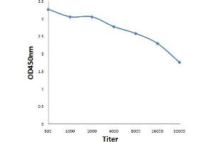 Antigen: 0. (Retinoblastoma 1 抗体  (pSer807, pSer811))