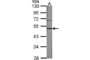 WB Image Sample (30 ug of whole cell lysate) A:NIH-3T3 10% SDS PAGE antibody diluted at 1:1000 (GRPR 抗体)
