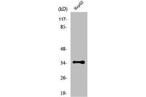 Western Blot analysis of HepG2 cells using Nkx-3. (NKX3-1 抗体  (N-Term))