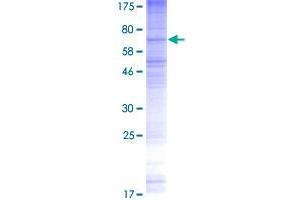 TMEM184B Protein (AA 1-407) (GST tag)