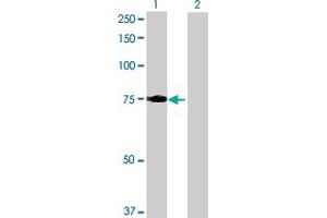 Western Blot analysis of LRCH3 expression in transfected 293T cell line by LRCH3 MaxPab polyclonal antibody. (LRCH3 抗体  (AA 1-712))
