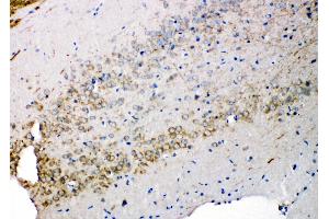 Anti-Syndecan 3 antibody, IHC(P) IHC(P): Rat Brain Tissue (SDC3 抗体  (N-Term))