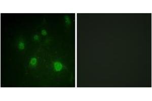Immunofluorescence (IF) image for anti-High Mobility Group Nucleosome Binding Domain 1 (HMGN1) (AA 10-59), (pSer21) antibody (ABIN1531654)