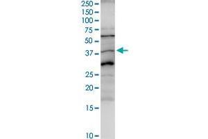 Western Blotting (WB) image for anti-alpha 1 Microglobulin/bikunin precursor (AMBP) (AA 1-352) antibody (ABIN513290)