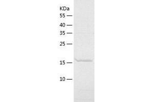 Amino-terminal Enhancer of Split (AES) (AA 1-197) protein (His-IF2DI Tag)