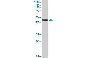 UQCRC2 MaxPab rabbit polyclonal antibody.