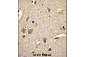 S100A1 Antibody (C-term) (ABIN655724 and ABIN2845172) immunohistochemistry analysis in formalin fixed and paraffin embedded human brain tissue followed by peroxidase conjugation of the secondary antibody and DAB staining. (S100A1 抗体  (C-Term))