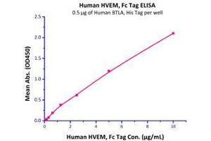 Immobilized Human BTLA, His Tag (Cat # BTA-H52E0) at 5 μg/mL (100 μL/well) can bind Human HVEM, Fc Tag (Cat # HVM-H5258) with a linear range of 0. (HVEM Protein (AA 39-202) (Fc Tag))