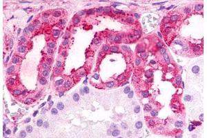 Anti-TPRA1 / GPR175 antibody  ABIN1049424 IHC staining of human kidney. (GPR175 抗体  (Cytoplasmic Domain))