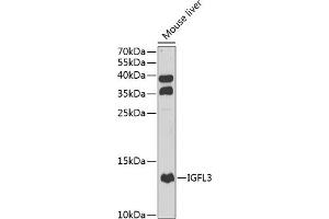 Western blot analysis of extracts of mouse liver, using IGFL3 antibody (ABIN6133430, ABIN6142265, ABIN6142266 and ABIN6222975) at 1:1000 dilution. (IGFL3 抗体  (AA 25-125))