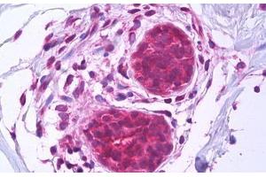 Anti-BAG1 antibody IHC staining of human breast, epithelium.