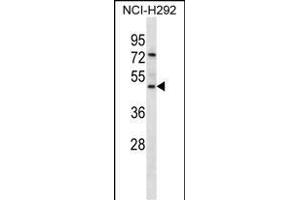 GP2 Antibody (N-term) (ABIN657047 and ABIN2846214) western blot analysis in NCI- cell line lysates (35 μg/lane). (GP2 抗体  (N-Term))