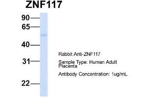 Host:  Rabbit  Target Name:  ZNF117  Sample Type:  Human Adult Placenta  Antibody Dilution:  1. (Zinc Finger Protein 117 抗体  (N-Term))