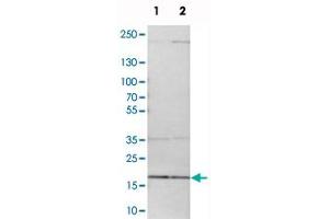 Western blot analysis of cell lysates with MRPL52 polyclonal antibody  at 1:250-1:500 dilution. (MRPL52 抗体)