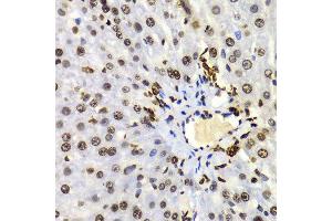 Immunohistochemistry (Paraffin-embedded Sections) (IHC (p)) image for anti-Histone 3 (H3) (H3K4me) antibody (ABIN3023251)