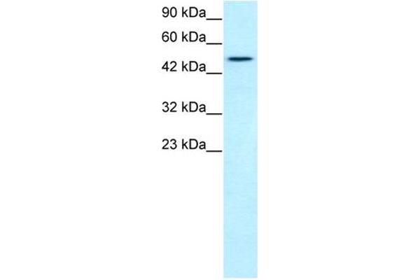 T-Box 19 抗体  (N-Term)