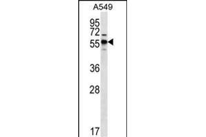 SPNS3 Antibody (C-term) (ABIN656612 and ABIN2845867) western blot analysis in A549 cell line lysates (35 μg/lane). (SPNS3 抗体  (C-Term))