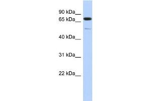 WB Suggested Anti-DMTF1 Antibody Titration:  0. (DMP1 抗体  (Middle Region))