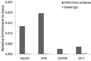 Chromatin immunoprecipitation analysis extracts of 293 cell line, using DiMethyl-Histone H3-K27 antibody. (Histone 3 抗体  (H3K27me))