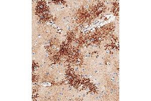 Immunohistochemical analysis of paraffin-embedded human brain tissue using C performed on the Leica® BOND RXm. (OTUD3 抗体  (AA 192-220))