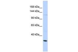 Image no. 1 for anti-Potassium Large Conductance Calcium-Activated Channel, Subfamily M, alpha Member 1 (KCNMA1) (AA 641-690) antibody (ABIN6742721) (KCNMA1 抗体  (AA 641-690))