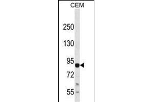 LZK Antibody (C-term) (ABIN652423 and ABIN2842093) western blot analysis in CEM cell line lysates (35 μg/lane). (MAP3K13 抗体  (C-Term))