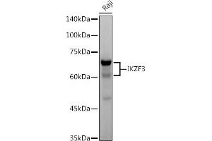 Western blot analysis of extracts of Raji cells, using IKZF3 antibody (ABIN7267842) at 1:500 dilution. (IKZF3 抗体)