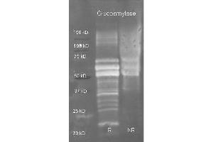 Goat anti Glucoamylase antibody  was used to detect purified glucoamylase under reducing (R) and non-reducing (NR) conditions. (Glucoamylase 抗体  (Biotin))