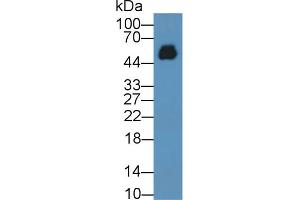 Western Blot; Sample: Human Serum; ;Primary Ab: 2µg/ml Mouse Anti-Human IgG2 Antibody;Second Ab: 0. (小鼠 anti-人 IgG2 Antibody)