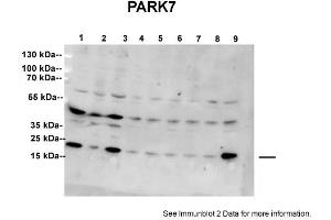 Sample type: 1: Scrambled (20ug)2: Stable DJ1 knockdown SH-SY5Y cell line (20ug)3: Scrambled (20ug)4: ShRNA clone 1 (20ug)5: ShRNA clone 2 (20ug)6: ShRNA clone 3 (20ug)7: ShRNA clone 4 (20ug)8: ShRNA clone 5 (20ug)9: Scrambled (20ug)Primary Dilution:  1:5000Secondary Antibody: anti-goat Ig, alkaline phosphatase conjugated  and anti rabbit alkaline phosphatase  Secondary Dilution: 1:5000Image Submitted By: Shushant JainVU Medical Center (PARK7/DJ1 抗体  (C-Term))