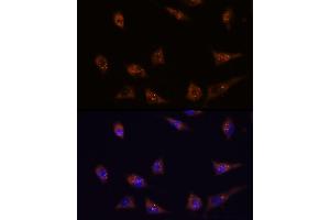 Immunofluorescence analysis of L929 cells using DIP2C antibody (ABIN7266780) at dilution of 1:100. (DIP2C 抗体)