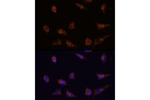 Immunofluorescence analysis of L929 cells using DIP2C antibody (ABIN7266780) at dilution of 1:100. (DIP2C 抗体)