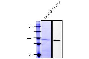 Western Blotting (WB) image for Heterogeneous Nuclear Ribonucleoprotein A3 (HNRNPA3) (AA 1-378) protein (Strep Tag) (ABIN3098539) (HNRNPA3 Protein (AA 1-378) (Strep Tag))
