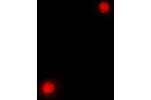 Immunofluorescent analysis of PC4 staining in A549 cells. (SUB1 抗体)