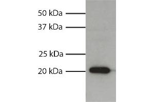 Total cell lysates from HL60 cells were resolved by electrophoresis, transferred to PVDF membrane, and probed with Mouse Anti-Human Bax-UNLB secondary antibody and chemiluminescent detection. (BAX 抗体  (AA 3-16))