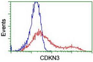 HEK293T cells transfected with either RC213080 overexpress plasmid (Red) or empty vector control plasmid (Blue) were immunostained by anti-CDKN3 antibody (ABIN2455063), and then analyzed by flow cytometry. (CDKN3 抗体)