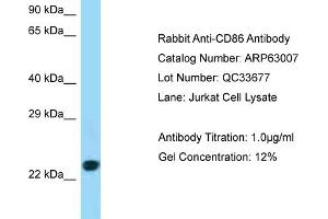 Western Blotting (WB) image for anti-CD86 (CD86) (C-Term) antibody (ABIN970351) (CD86 抗体  (C-Term))