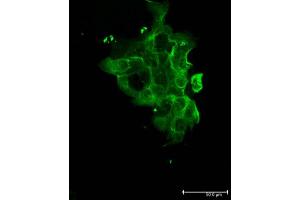 Immunofluorescence (IF) image for Goat anti-Mouse IgG antibody (DyLight 488) - Preadsorbed (ABIN6699005)