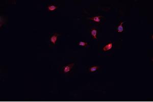 ABIN6266991 staining U-2 OS cells by IF/ICC. (COL12A1 抗体  (Internal Region))