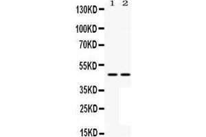 Western Blotting (WB) image for anti-Mitogen-Activated Protein Kinase Kinase 7 (MAP2K7) (AA 2-40), (N-Term) antibody (ABIN3043875) (MAP2K7 抗体  (N-Term))