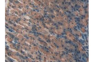 Detection of LPO in Mouse Stomach Tissue using Polyclonal Antibody to Lactoperoxidase (LPO) (LPO 抗体  (AA 305-498))