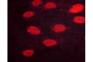 ABIN6267647 staining HeLa cells by ICC/IF. (IRF3 抗体  (pSer386))