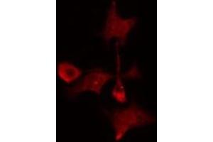 ABIN6275218 staining  Hela cells by IF/ICC. (MAD2L1BP 抗体  (N-Term))