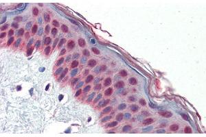 Immunohistochemistry with Human Skin lysate tissue at an antibody concentration of 5. (TCF7L1 抗体  (N-Term))